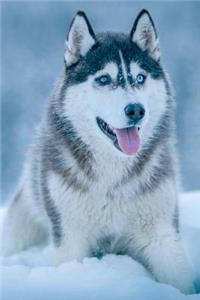 A Wonderful Husky Dog Relaxing in the Snow Pet Journal