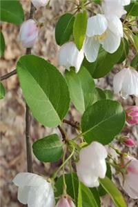 Journal Springtime Flowering Trees Branches