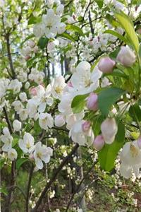 Springtime Journal Flowering Tree Branches