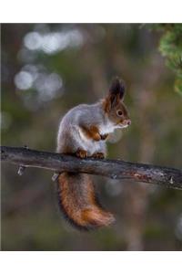 Squirrel in a Tree Dot Grid Bullet Journal: 150 Page Notebook 8 X 10 Inches