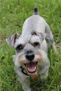 Cute Little Miniature Schnauzer Dog in the Grass Journal