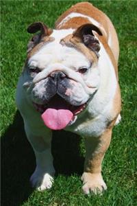English Bulldog Standing in the Grass Journal