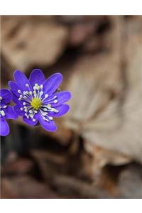 Liverwort Plants Water Garden Pond Gardening Waterplants Plants Garden Notebook