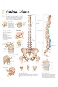 Vertebral Column Paper Poster