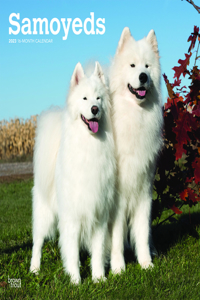 Samoyeds 2023 Square Calendar