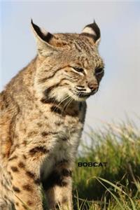Bobcat