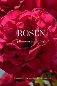 Rosen Pflanzen Und Pflegen