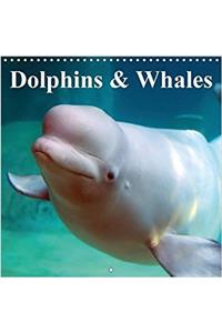 Dolphins & Whales 2017