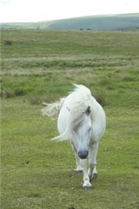 The Dartmoor Pony Journal