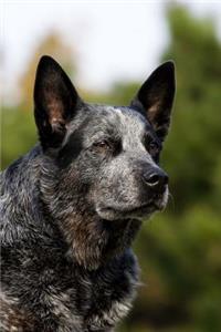 The Australian Cattle Dog Journal