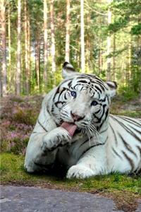 White Tiger Sees You Big Cat Journal