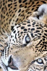 Cool Jaguar Big Cat Extreme Close-Up Journal