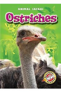 Ostriches