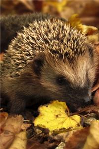 Ein Igel wandert durch das Laub Notizbuch