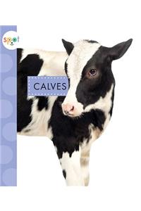 Calves