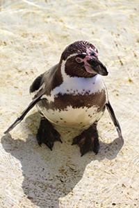 Humboldt Penguin on the Beach Journal