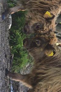 Galloway Cow Calves Face to Face Journal
