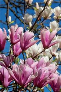Stunning Pink and White Magnolia Flowers Journal