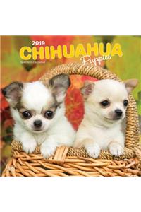 Chihuahua Puppies 2019 Square Wall Calendar
