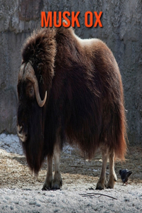Musk Ox