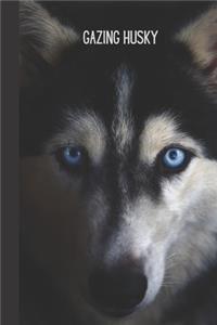 Gazing Husky
