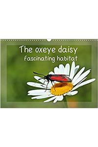 The Oxeye Daisy - Fascinating Habitat 2017