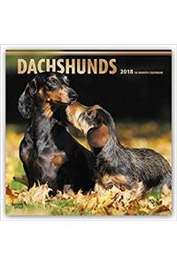 Dachshunds 2018 Calendar