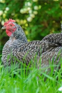 Delaware State Bird - Blue Hen Chicken Journal