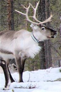 Adult Reindeer in the Snow Lapland Journal