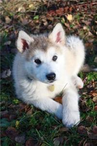 Cute Baby Alaskan Malamute Puppy Dog Journal