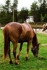 2020 Daily Planner Horse Photo Equine Pasture Scene 388 Pages