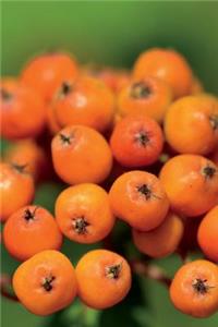 Orange Rowan Mountain Ash Berries Journal