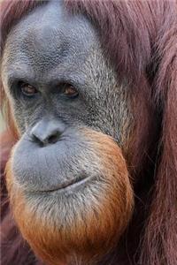 Monkey Notebook - Journal Gift for Cute Animal Lovers