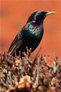 Birds Notebook