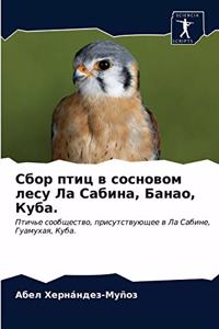 Сбор птиц в сосновом лесу Ла Сабина, Банао, К&