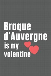 Braque d'Auvergne is my valentine