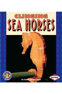 Clinging Sea Horses