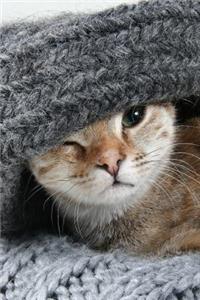 Kitten