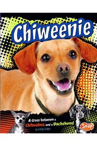 Chiweenie