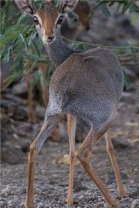 The Dik Dik Antelope Journal