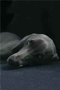Weimaraner