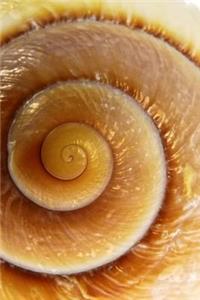 Snail Shell Sea Mollusk Journal
