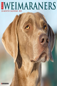 Just Weimaraners 2021 Wall Calendar (Dog Breed Calendar)