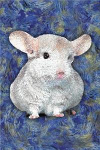 Chinchilla