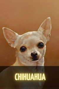 Chihuahua