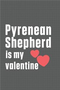 Pyrenean Shepherd is my valentine