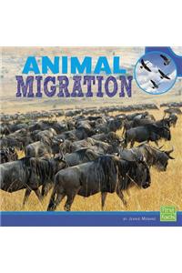 Animal Migration