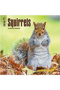 Squirrels 2018 Calendar