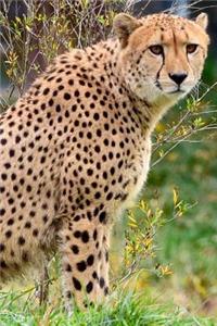 Cheetah Sitting in the Sun Journal