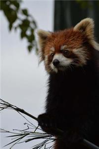 Mind Blowing Cute Tired Red Panda From Asahikawa Zoo 150 Page lined journal